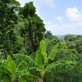 Pourquoi le cacao ?